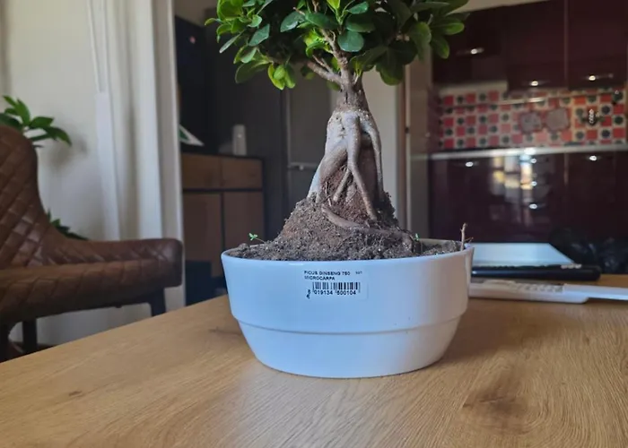 Apartamento Quattro Olive *