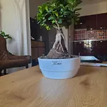 شقة Quattro Olive- Via Della Meridiana 68 *