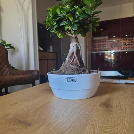 Apartament Quattro Olive *